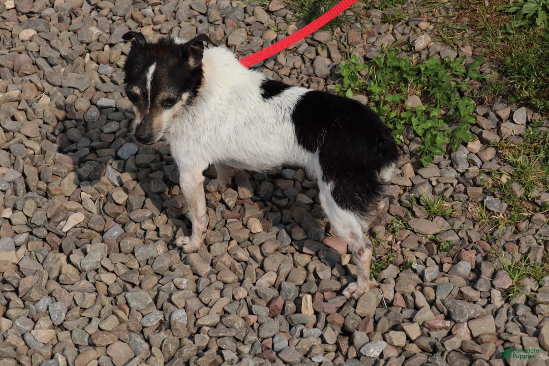 Toy Fox Terrier dogs for sale: Parker - Image 10