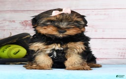 Yorkshire Terrier dogs for sale: Kylie - Image 6