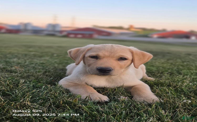 Labrador Retriever dogs for sale - Ad 1