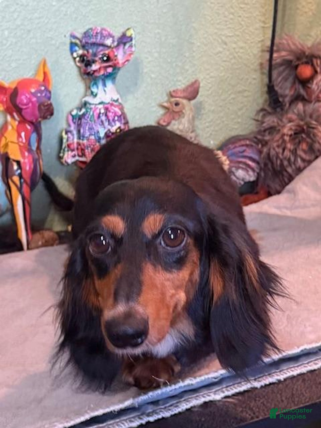 Miniature Dachshund dogs for sale: Gena - Image 4