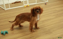 Cavalier King Charles Spaniel dogs for sale: Harley - Image 11