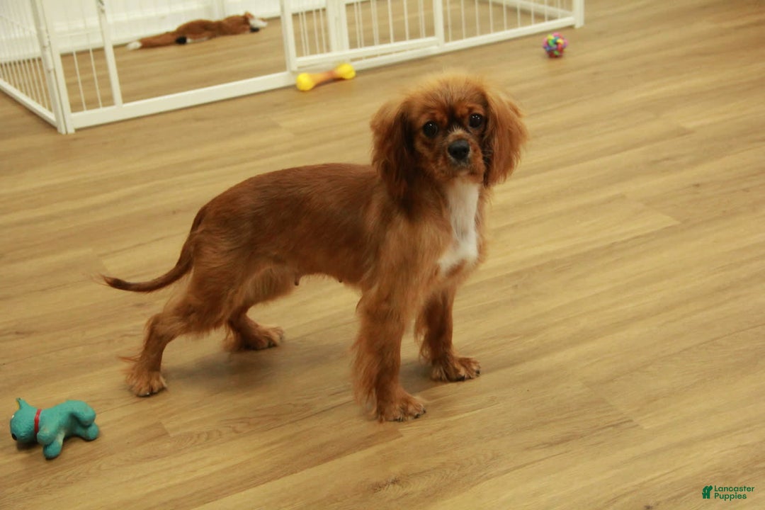 Cavalier King Charles Spaniel dogs for sale: Harley - Image 11
