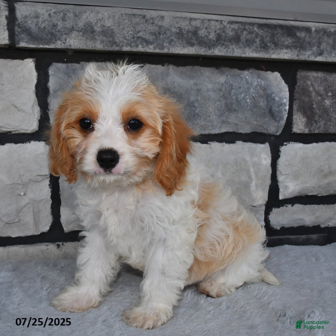 Cavapoo dogs for sale: Cassie - Image 1
