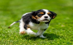 Cavalier King Charles Spaniel dogs for sale: Musketeer - Image 4
