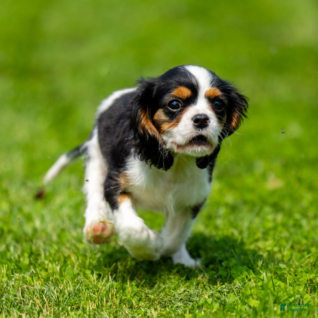 Cavalier King Charles Spaniel dogs for sale: Musketeer - Image 4