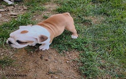 English Bulldog dogs for sale: Rumble - Image 2