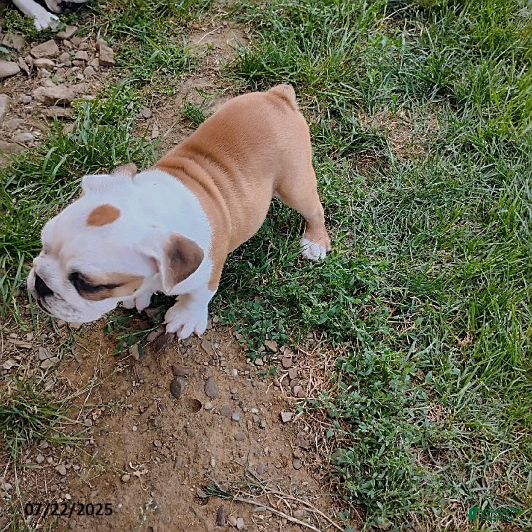English Bulldog dogs for sale: Rumble - Image 2