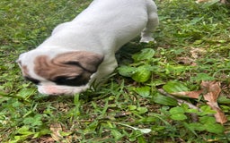 Boxer dogs for sale: Skylar - Image 4