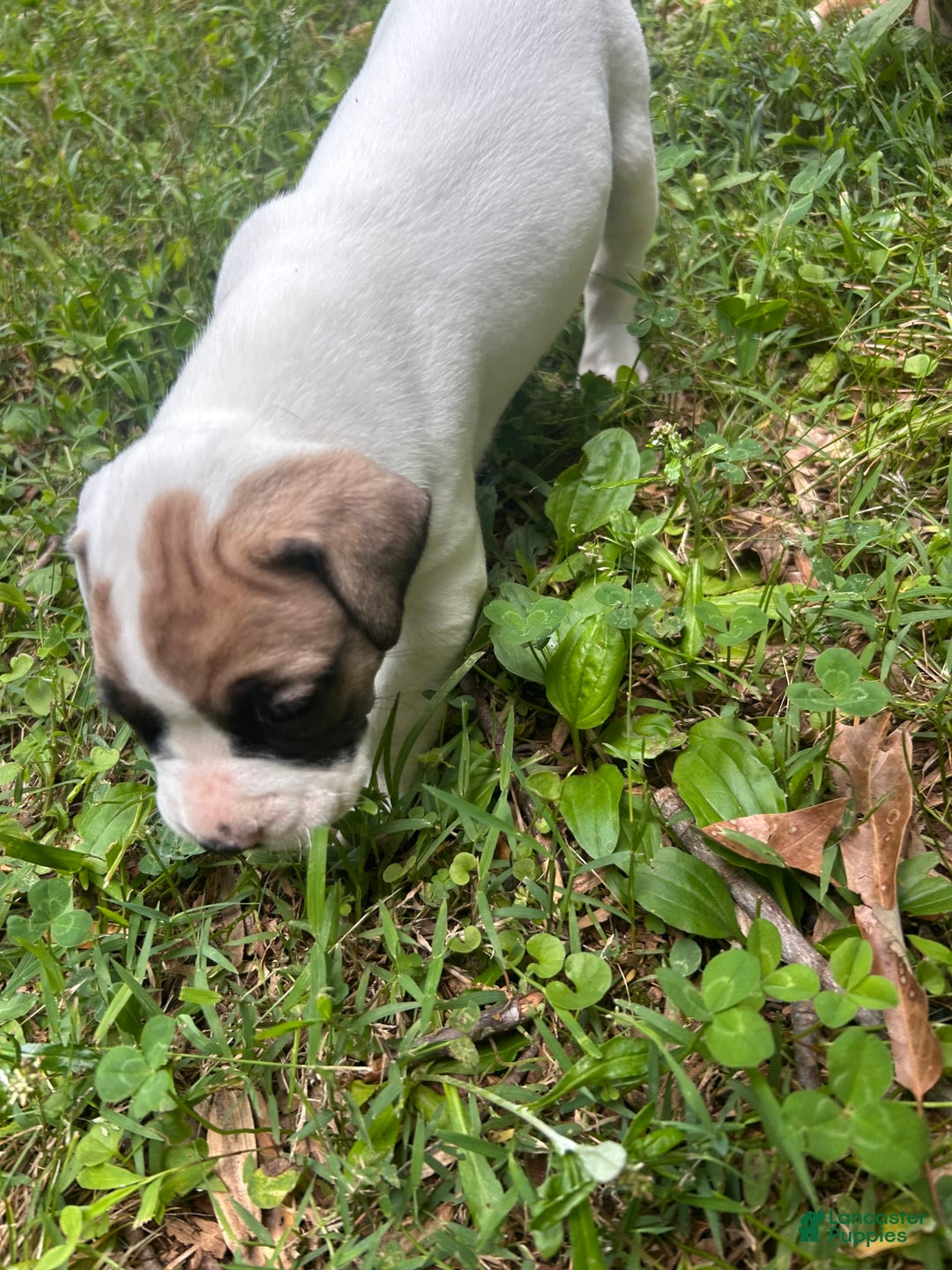 Boxer dogs for sale: Skylar - Image 4