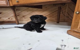 Portuguese Water Dog dogs for sale: Ranger - Image 4