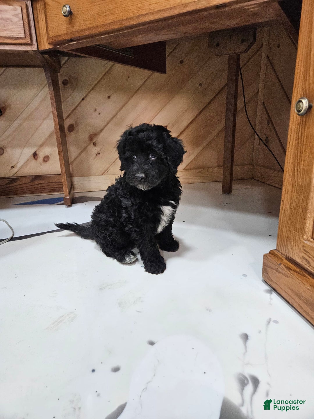 Portuguese Water Dog dogs for sale: Ranger - Image 4