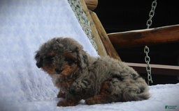 Miniature Poodle dogs for sale: Little Danny - Image 5