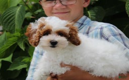 Miniature Poodle dogs for sale: Lily - Image 30