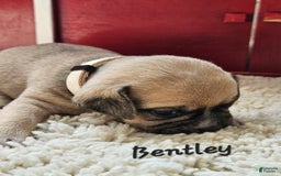 Puggle dogs for sale: Bentley - Image 1