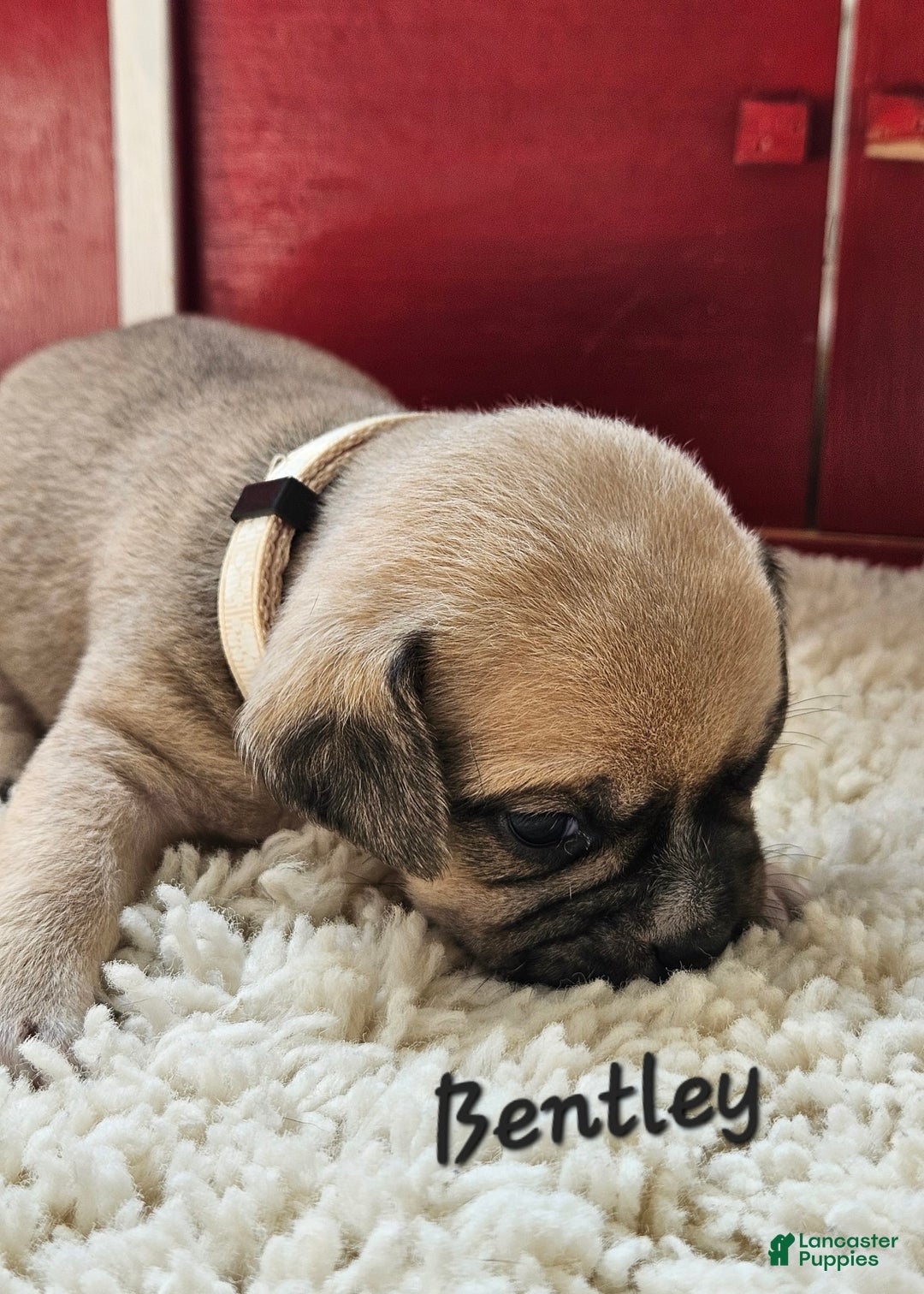 Puggle dogs for sale: Bentley - Image 1