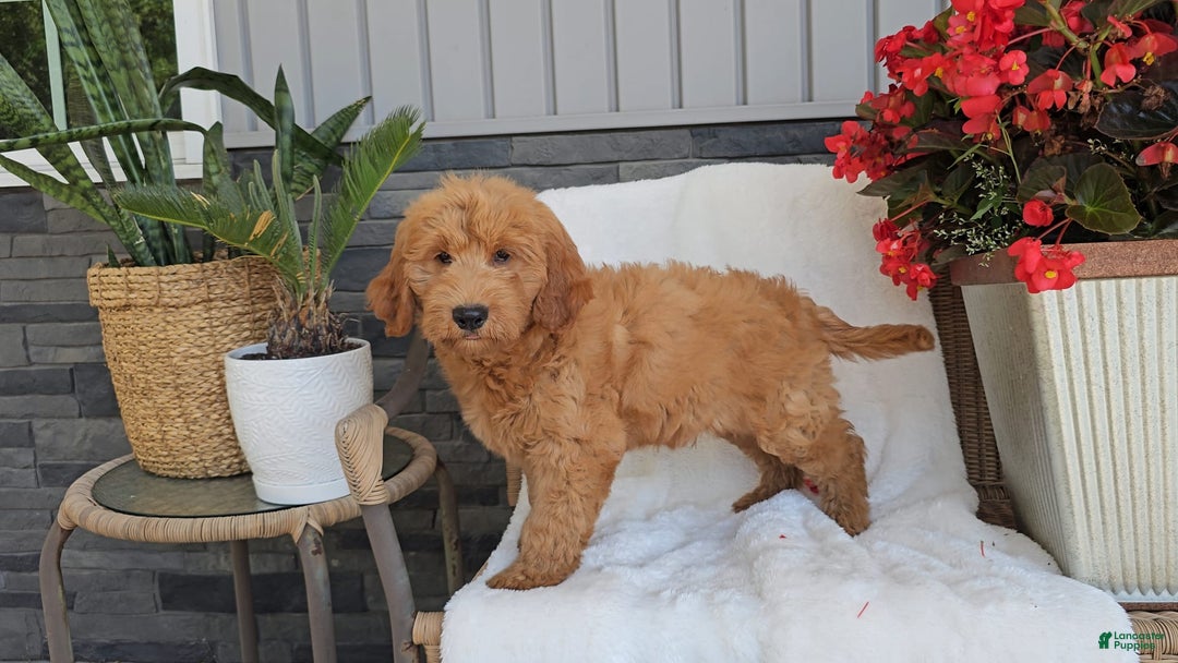 Goldendoodle dogs for sale: ARCHIE - Image 3
