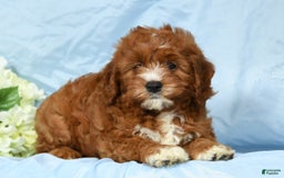 Cavapoo dogs for sale: Tonya - Image 8