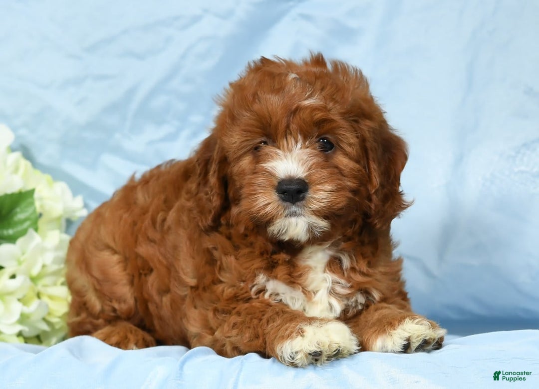 Cavapoo dogs for sale: Tonya - Image 8