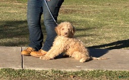 Goldendoodle dogs for sale: Randy - Image 4