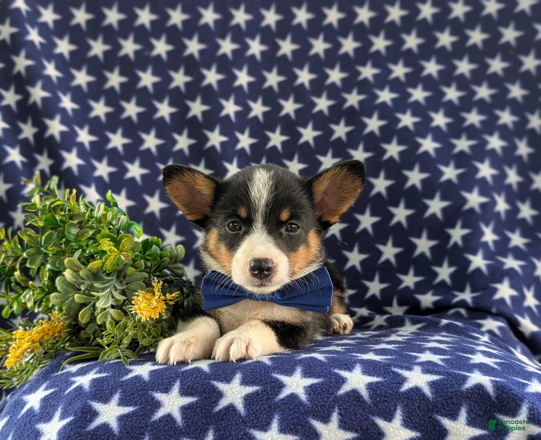 Welsh Corgi Pembroke dogs for sale: Kendall - Image 6
