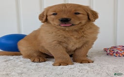 Golden Retriever dogs for sale: Porter - Image 6