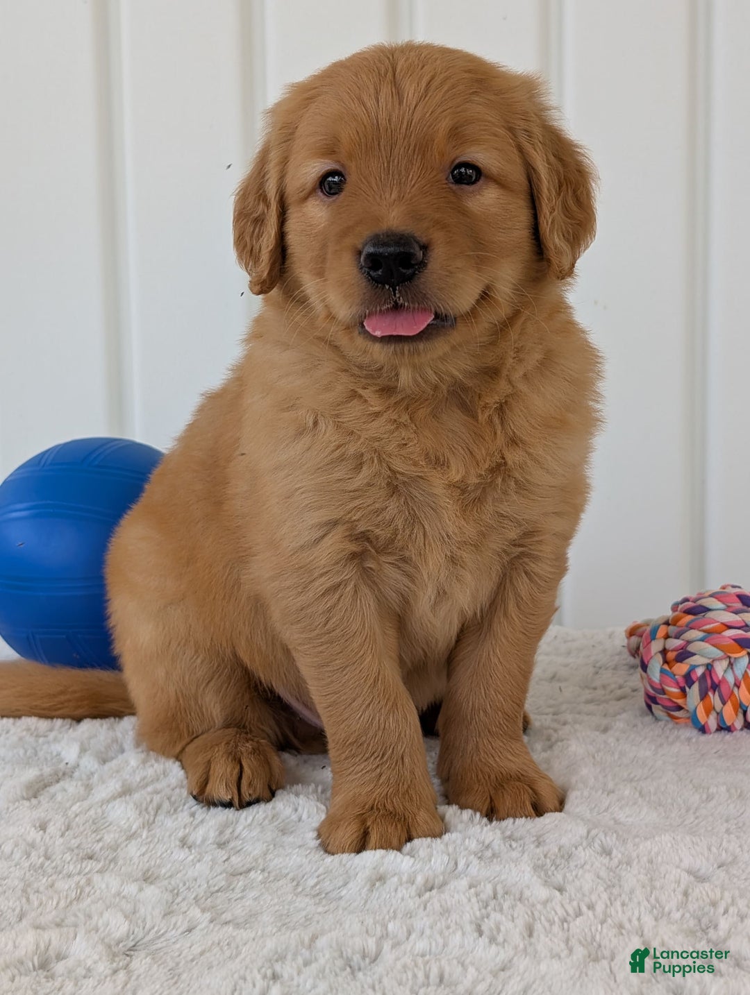 Golden Retriever dogs for sale: Porter - Image 6