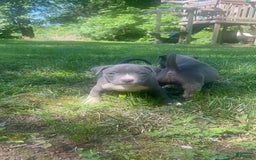 American Bully dogs for sale: Luna - Image 3