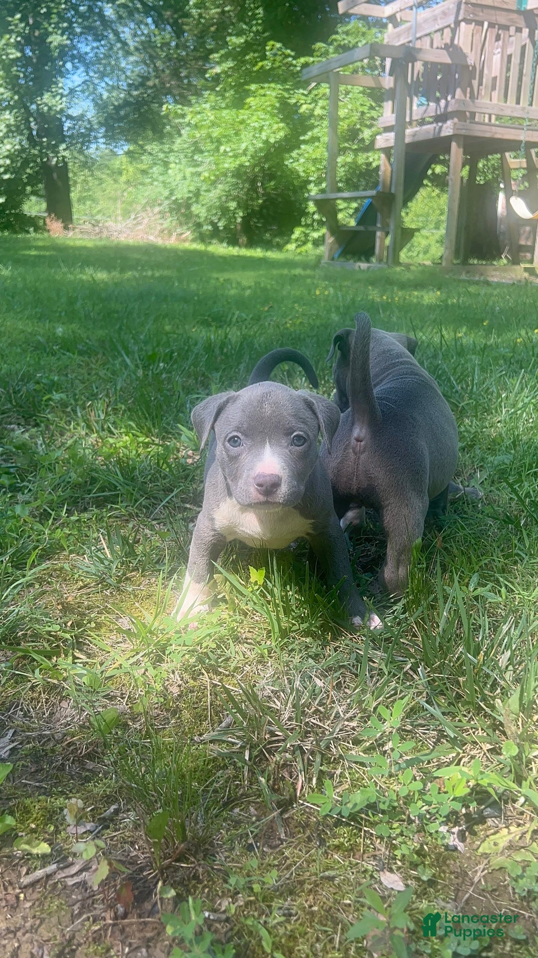 American Bully dogs for sale: Luna - Image 3