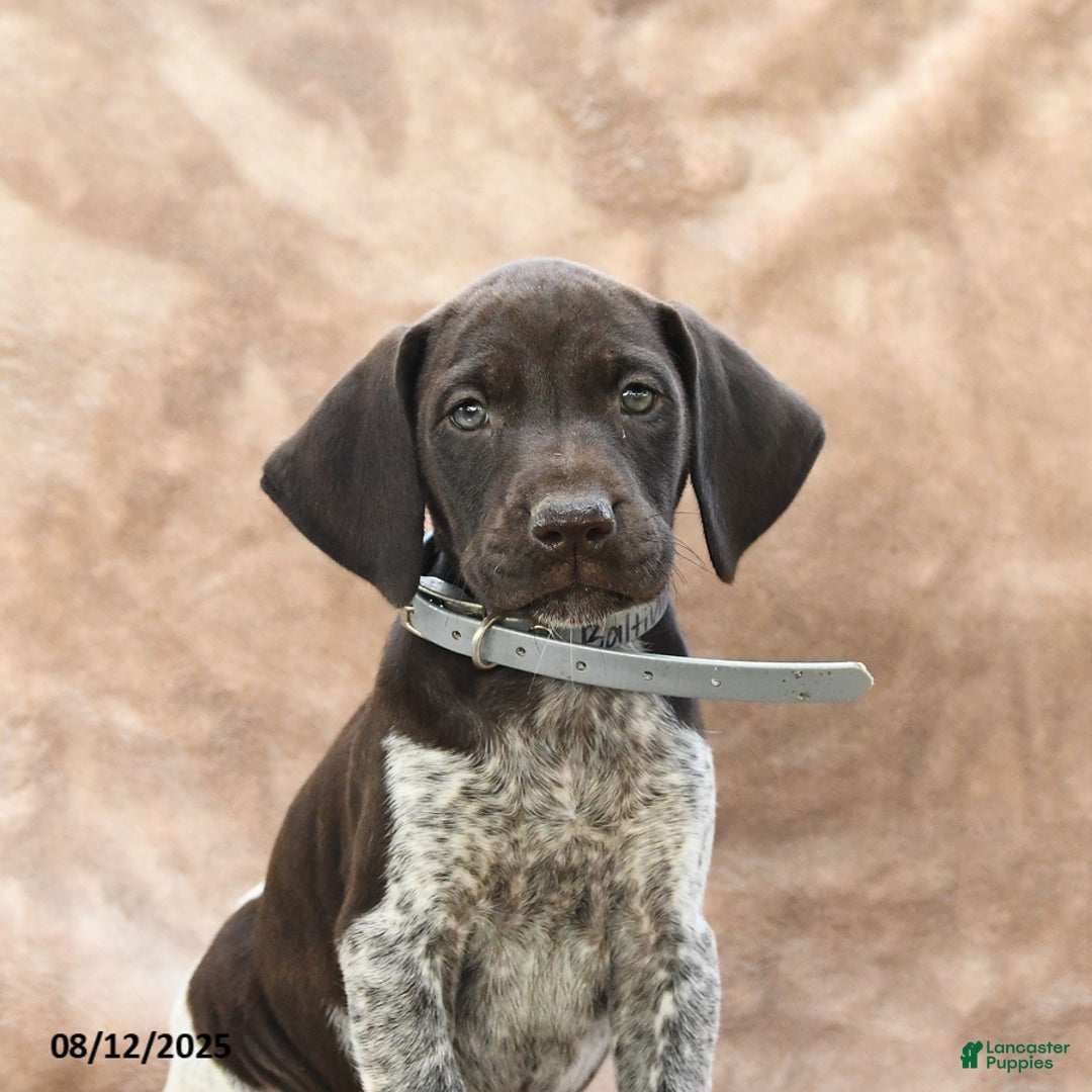 German Shorthaired Pointer dogs for sale: Baltimore - Image 4