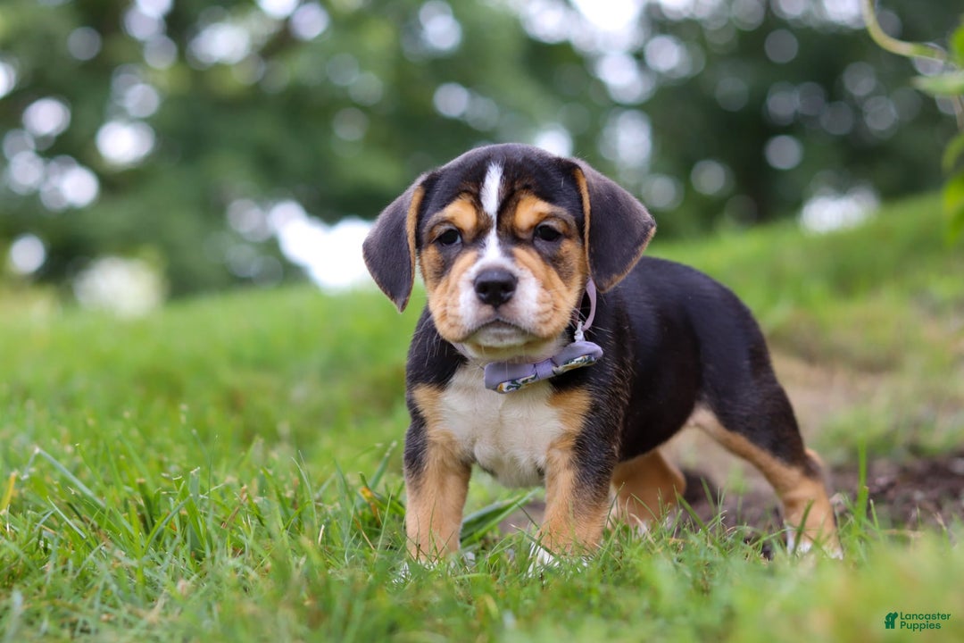 Beabull dogs for sale: Sadie - Image 3
