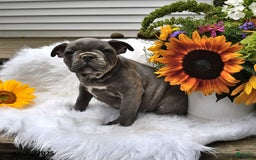 Frenchton dogs for sale: Rocky - Image 11