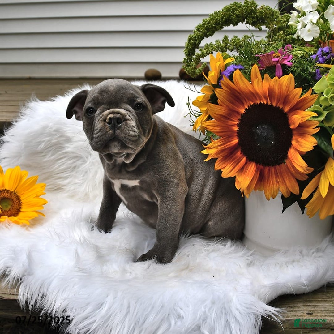 Frenchton dogs for sale: Rocky - Image 11
