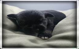 Miniature Schnauzer dogs for sale: Gretchen - Image 1