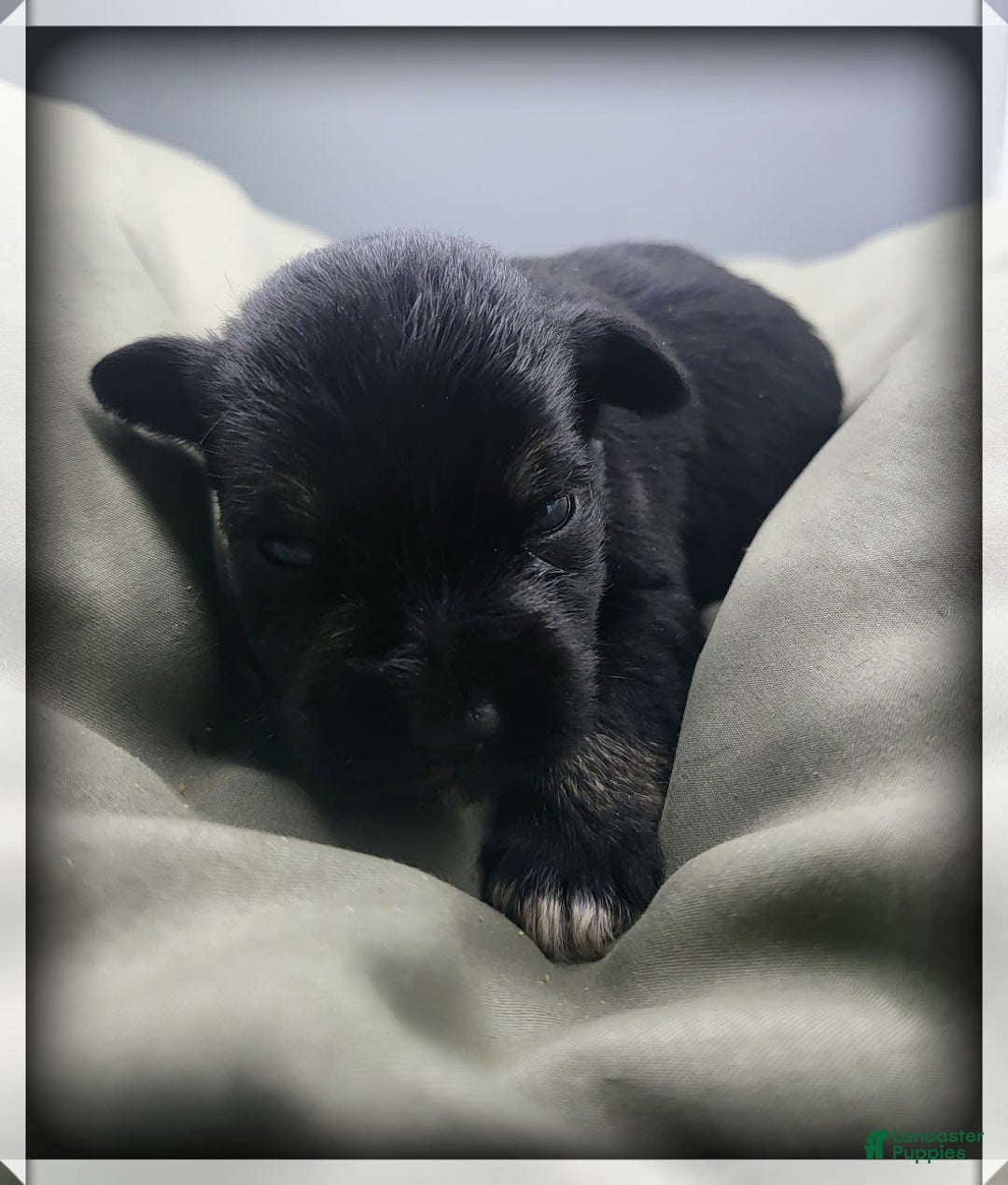 Miniature Schnauzer dogs for sale: Gretchen - Image 1