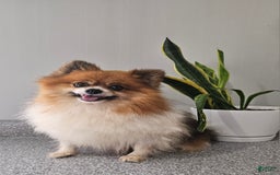 Pomeranian dogs for sale: Cuddles - Image 4