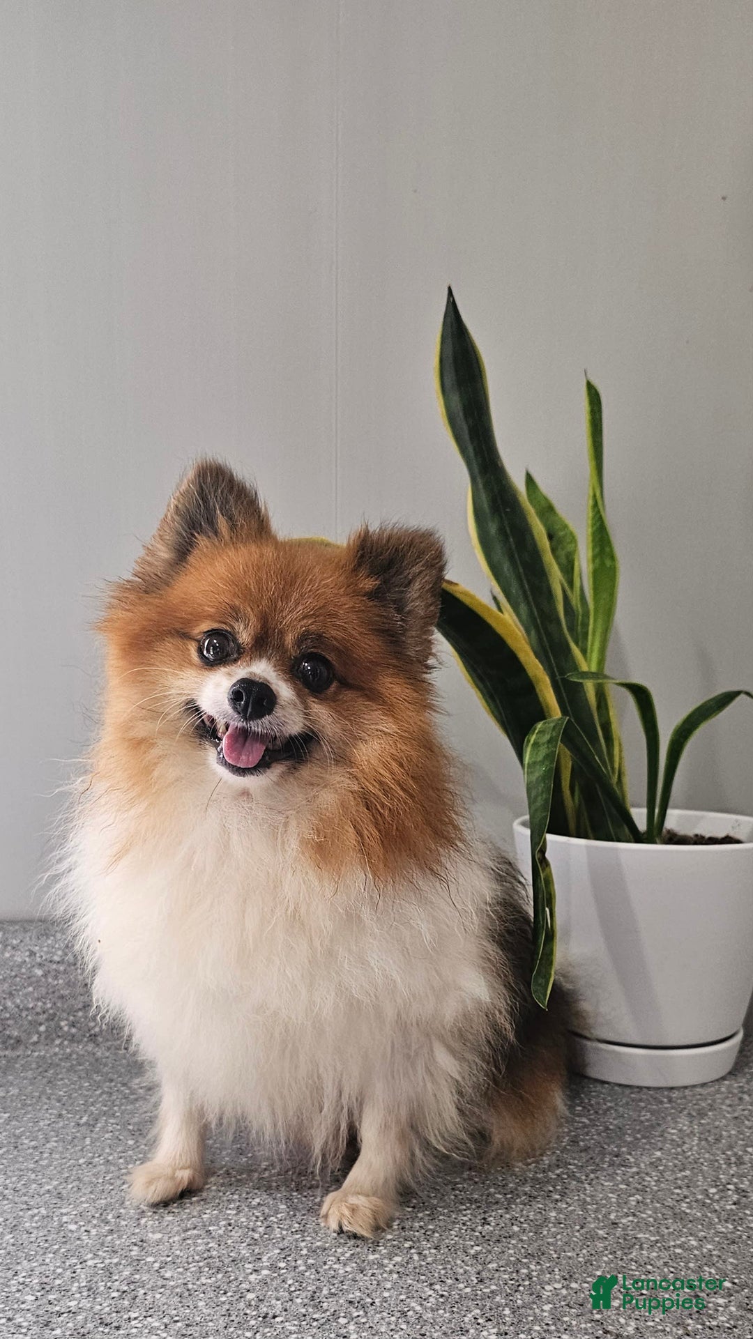 Pomeranian dogs for sale: Cuddles - Image 4