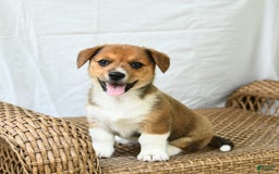 Jack Russell Terrier dogs for sale: Magnolia - Image 2