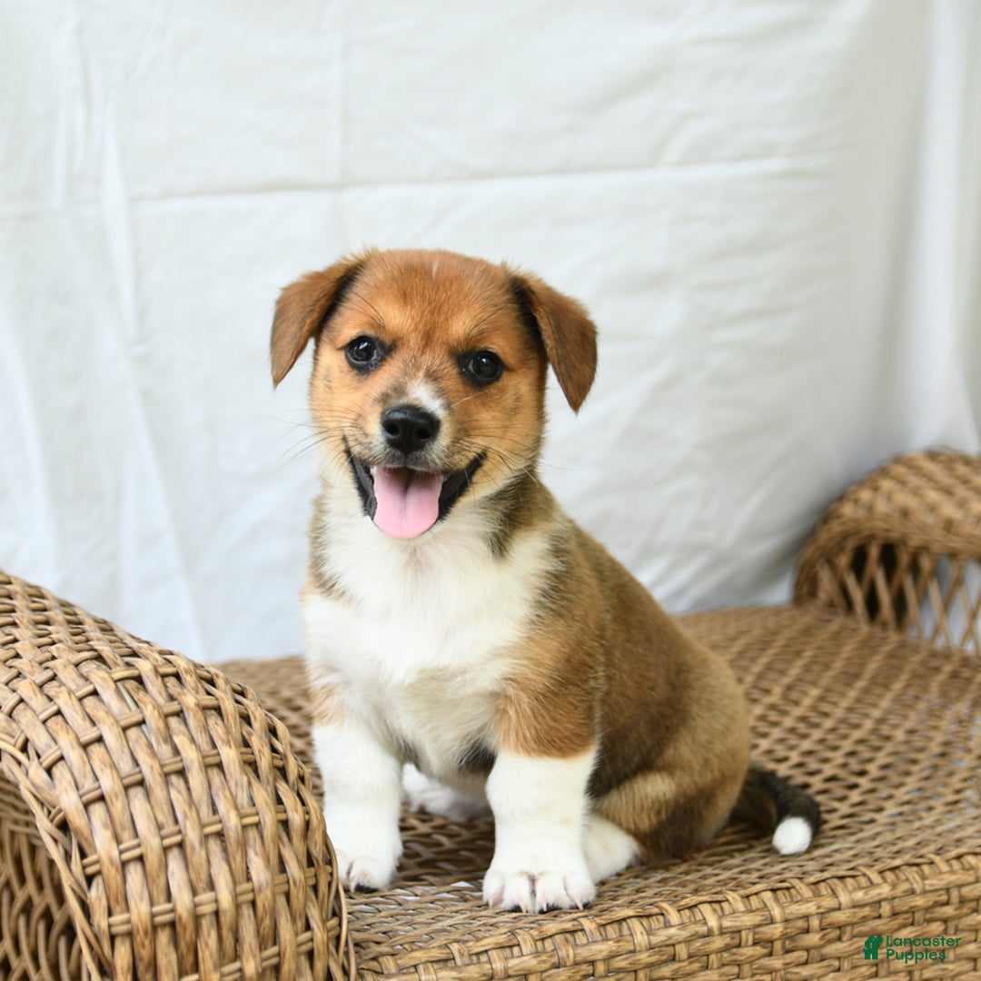 Jack Russell Terrier dogs for sale: Magnolia - Image 2