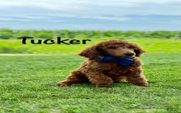 Standard Poodle dogs for sale: Tucker - Image 6