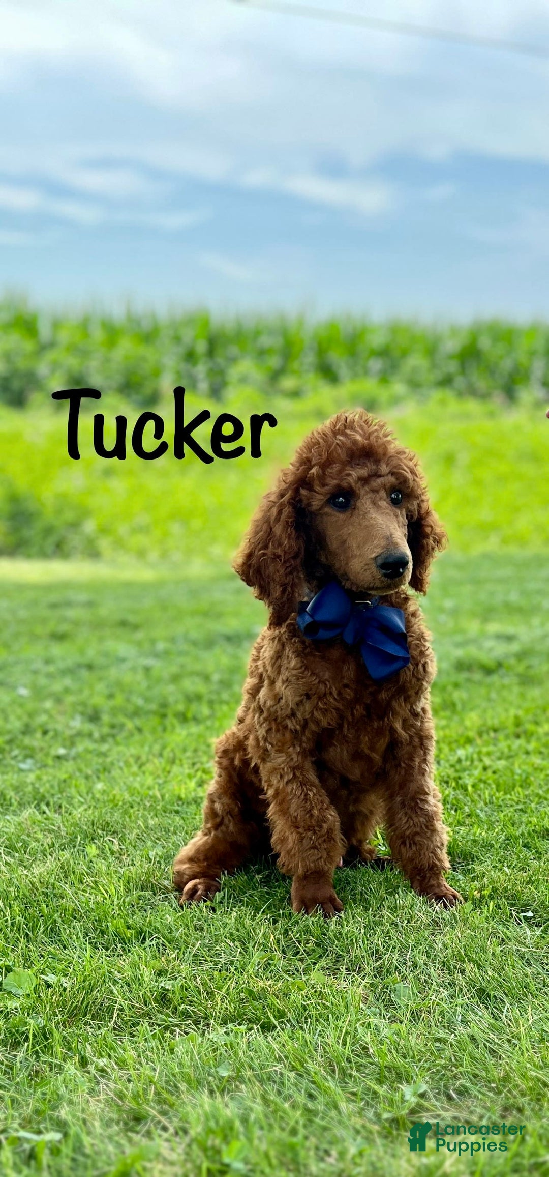 Standard Poodle dogs for sale: Tucker - Image 6