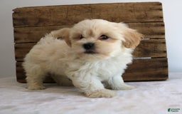 Teddy Bear dogs for sale: Keesha - Image 1