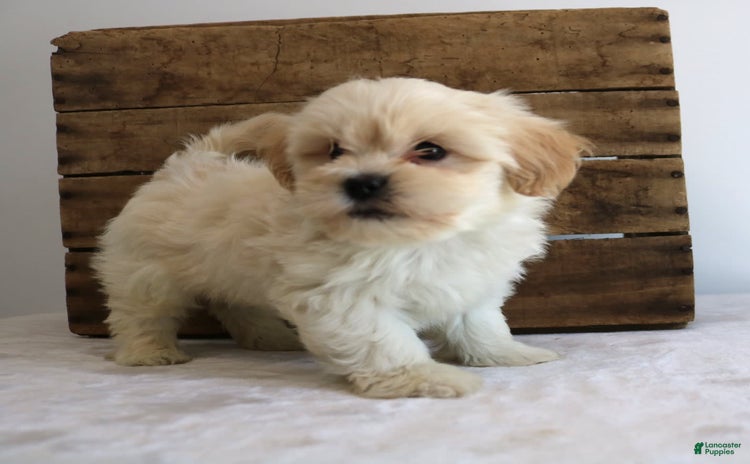 Teddy Bear dogs for sale - Ad 5