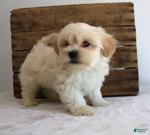 Teddy Bear dogs for sale - Ad 5