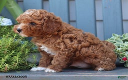 Cavapoo dogs for sale: Mickey - Image 3