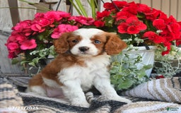 Cavapoo dogs for sale: Candy - Image 4