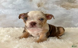 English Bulldog dogs for sale: Pochoco - Image 2