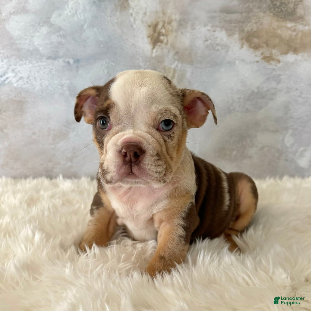 English Bulldog dogs for sale: Pochoco - Image 2