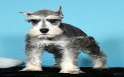 Miniature Schnauzer dogs for sale: Ken - Image 6