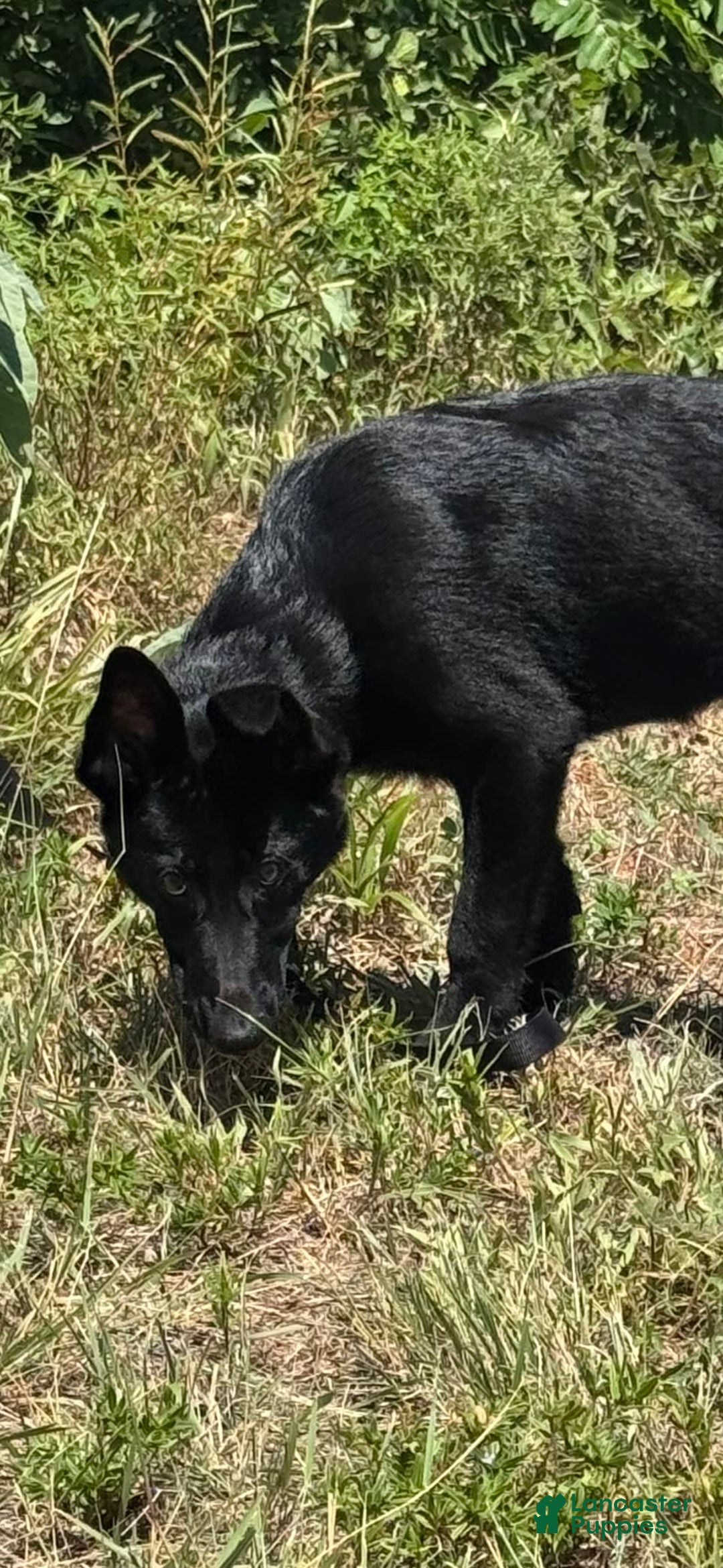 German Shepherd dogs for sale: Jaydah - Image 9