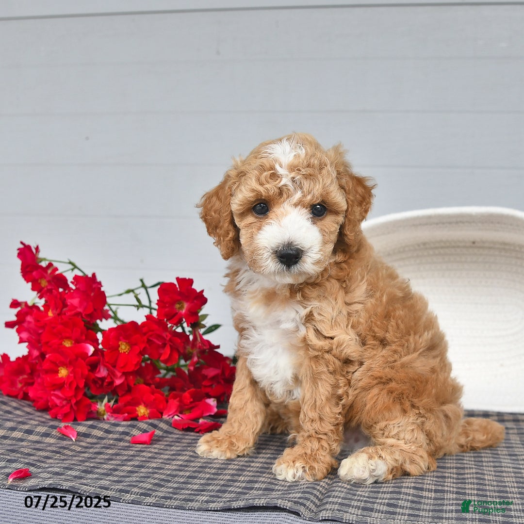 Toy Poodle dogs for sale: Snickers - Image 2